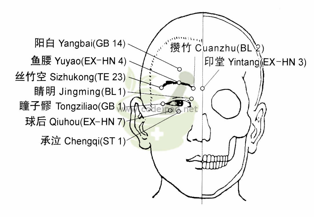 瞳子髎