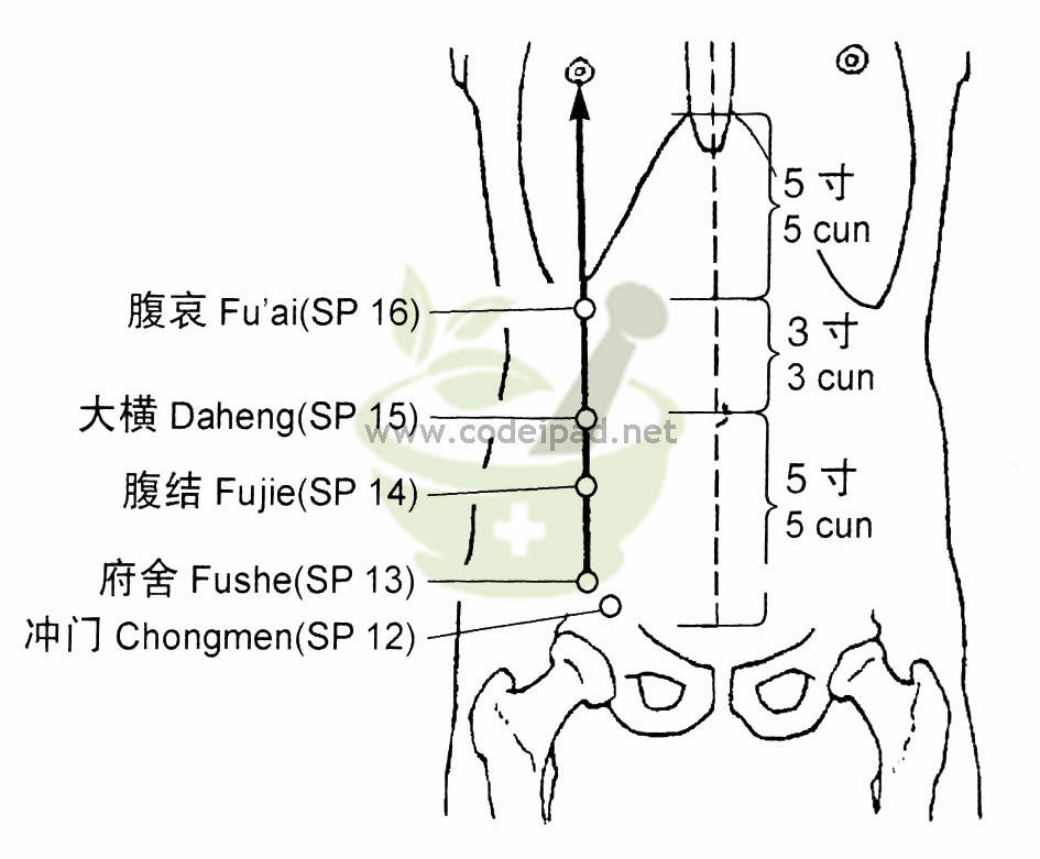 腹结