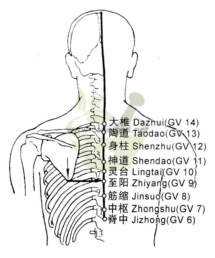 筋缩