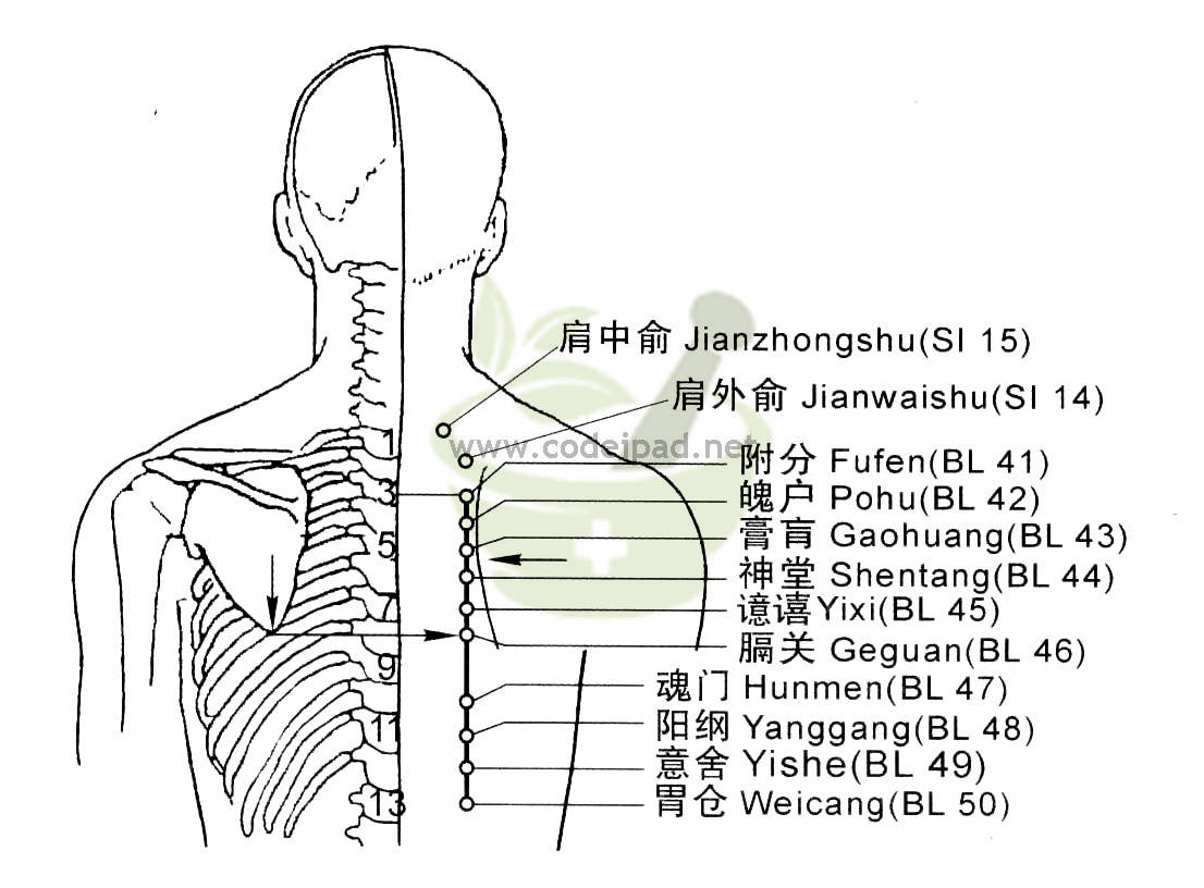 附分