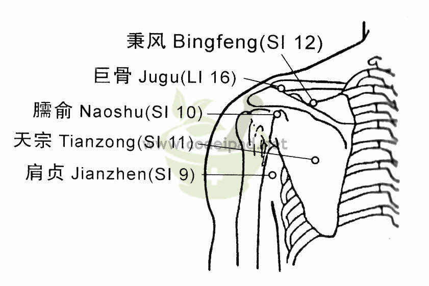 肩贞