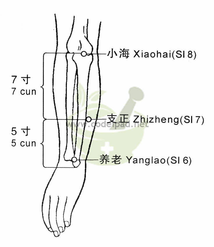 支正