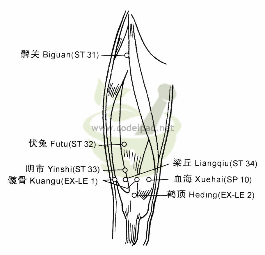 伏兔