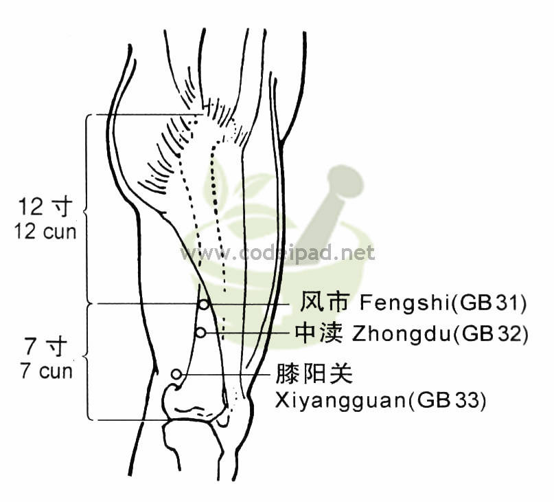 膝阳关