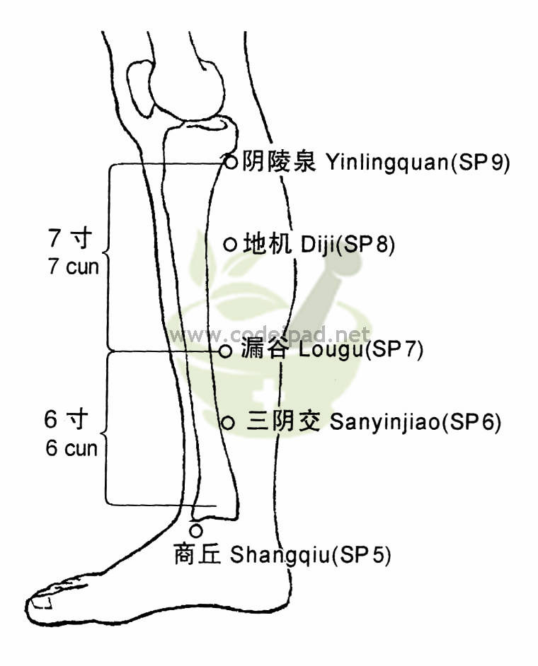 三阴交