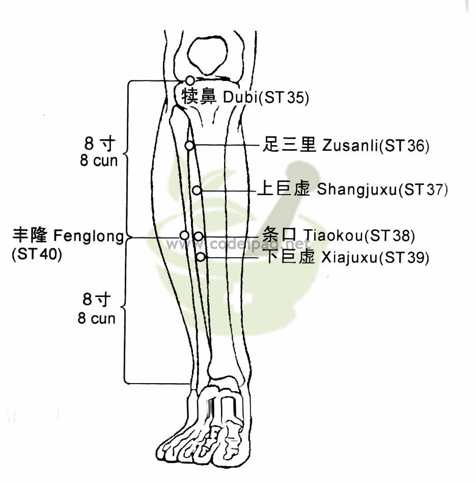 足三里