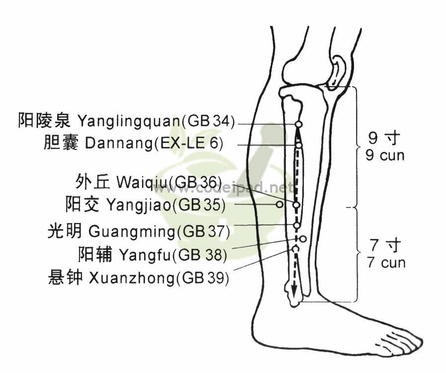 阳陵泉